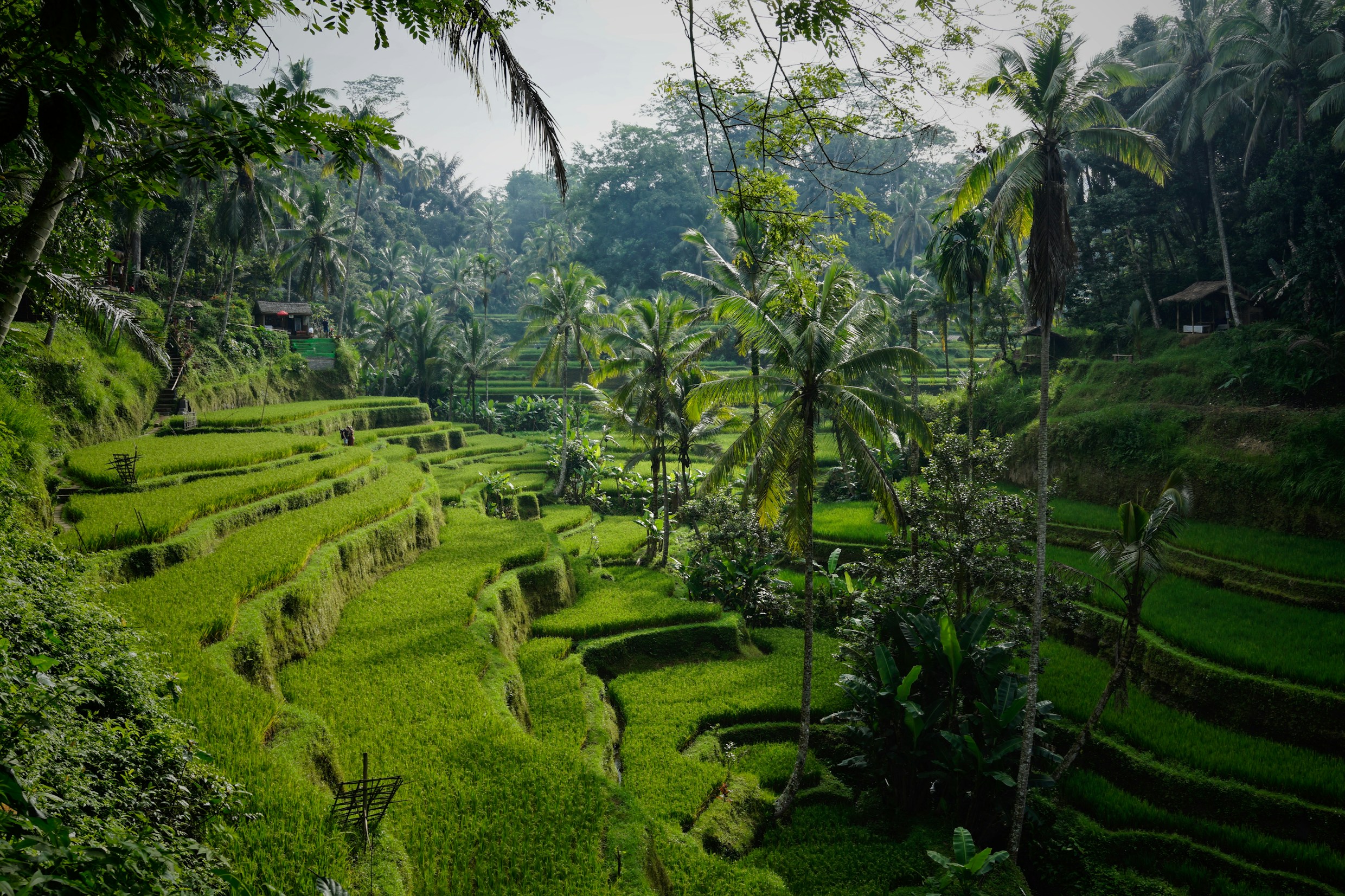 Background sawah